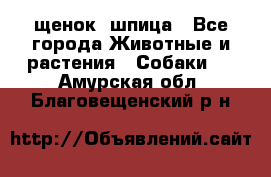 щенок  шпица - Все города Животные и растения » Собаки   . Амурская обл.,Благовещенский р-н